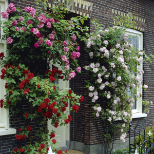 Rose Climbing